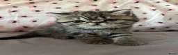 Exotic cats for sale: READY  Now  EXOTIC  GIRLS  - Advert 1