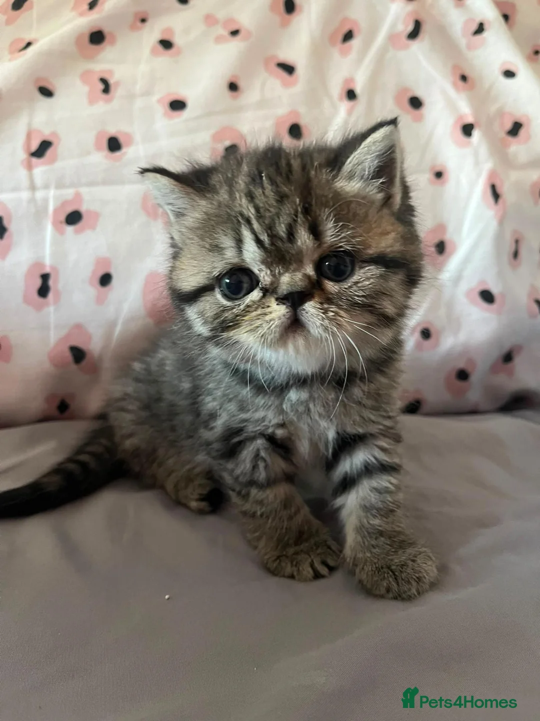 Exotic cats for sale: READY  Now  EXOTIC  GIRLS  - Advert 1