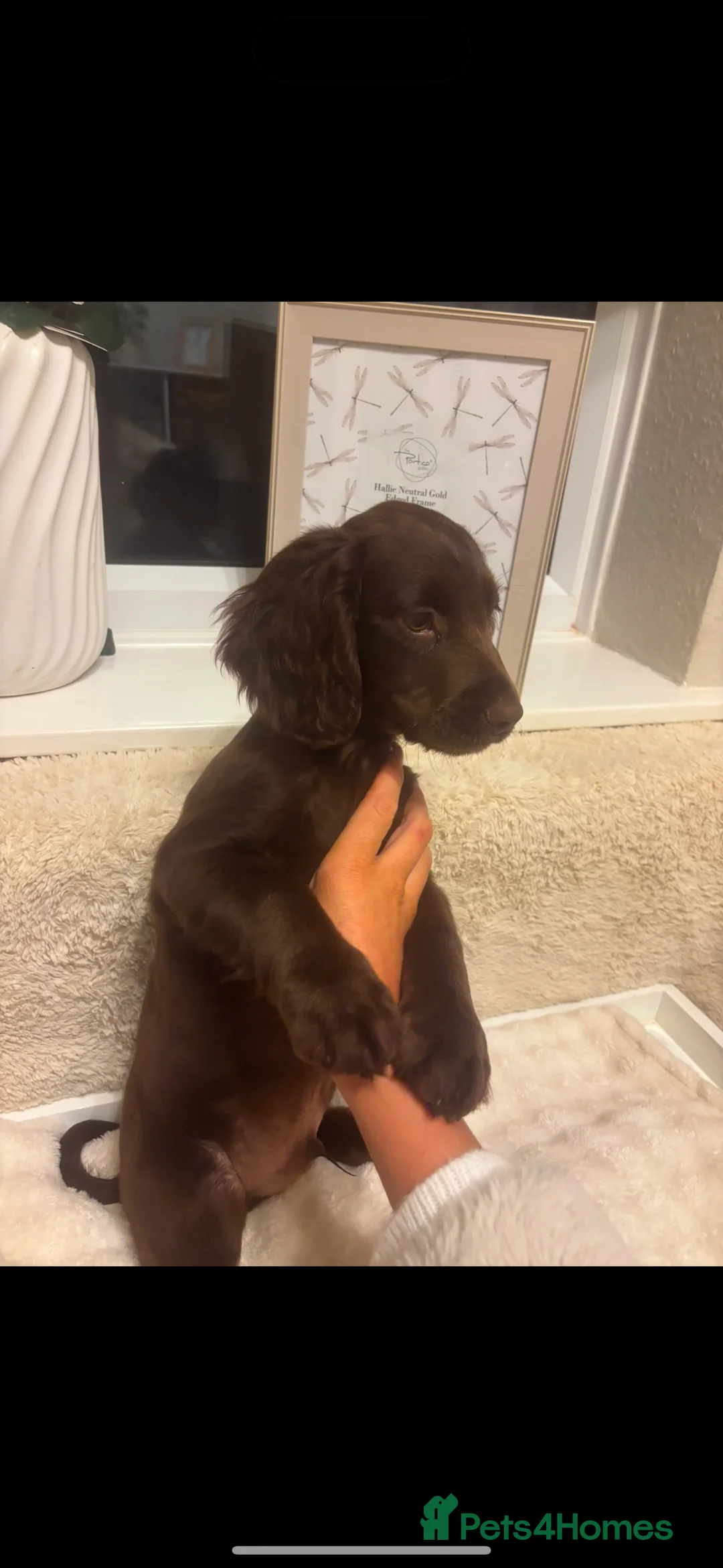 Cocker Spaniel dogs for sale: One male kc reg cocker spaniel puppy - Advert 3