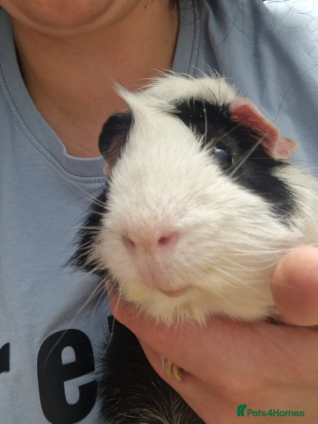 Guinea Pig rodents for sale: 2 male guinea pigs - Image 6