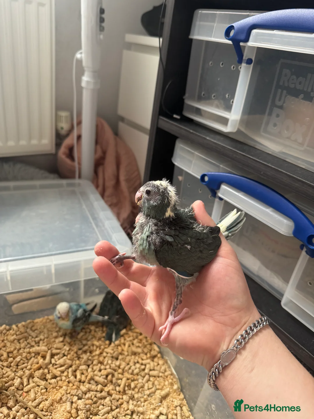 Parakeets birds for sale: Baby Hand reared Kakariki  - Advert 3