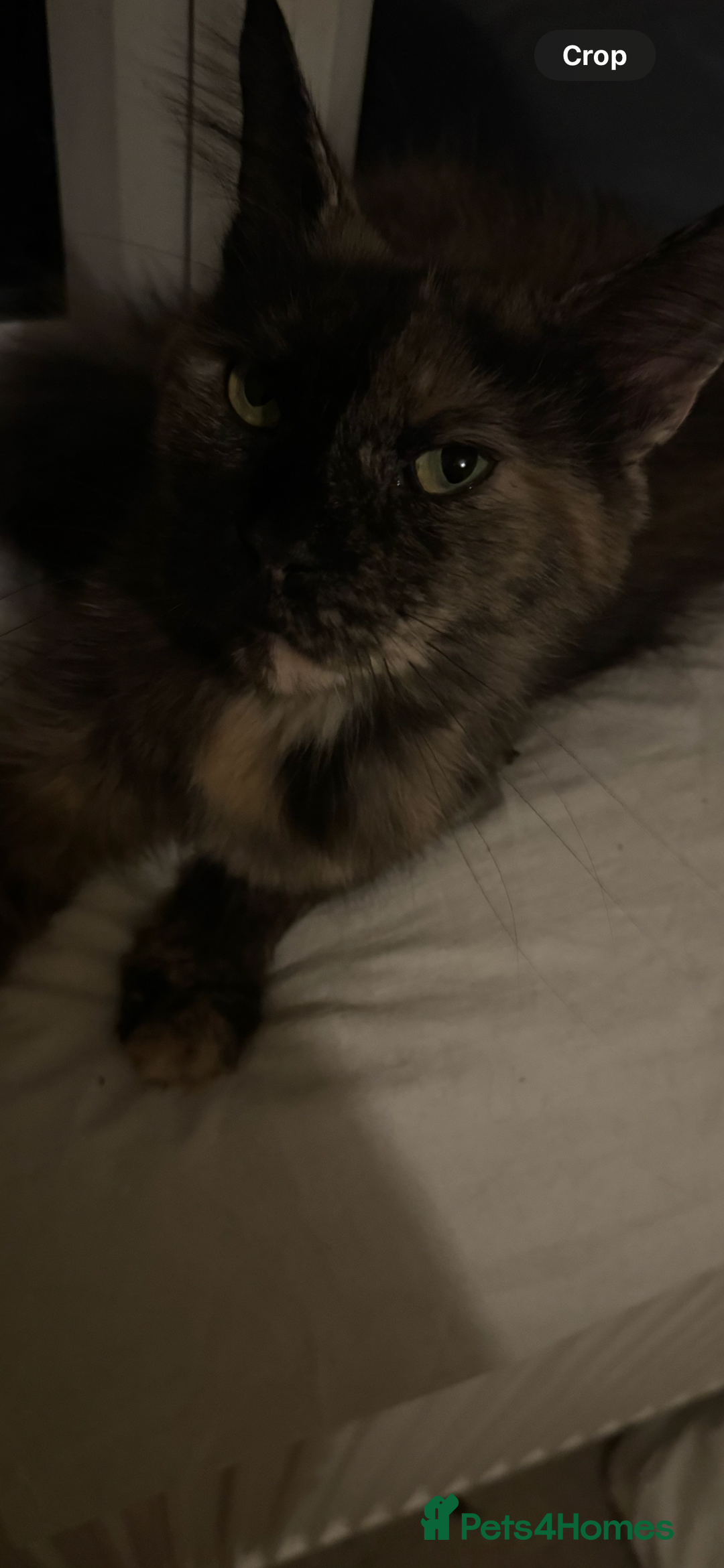 Maine Coon cats for sale: Stunning Pure Bred Maine Coons - Advert 12