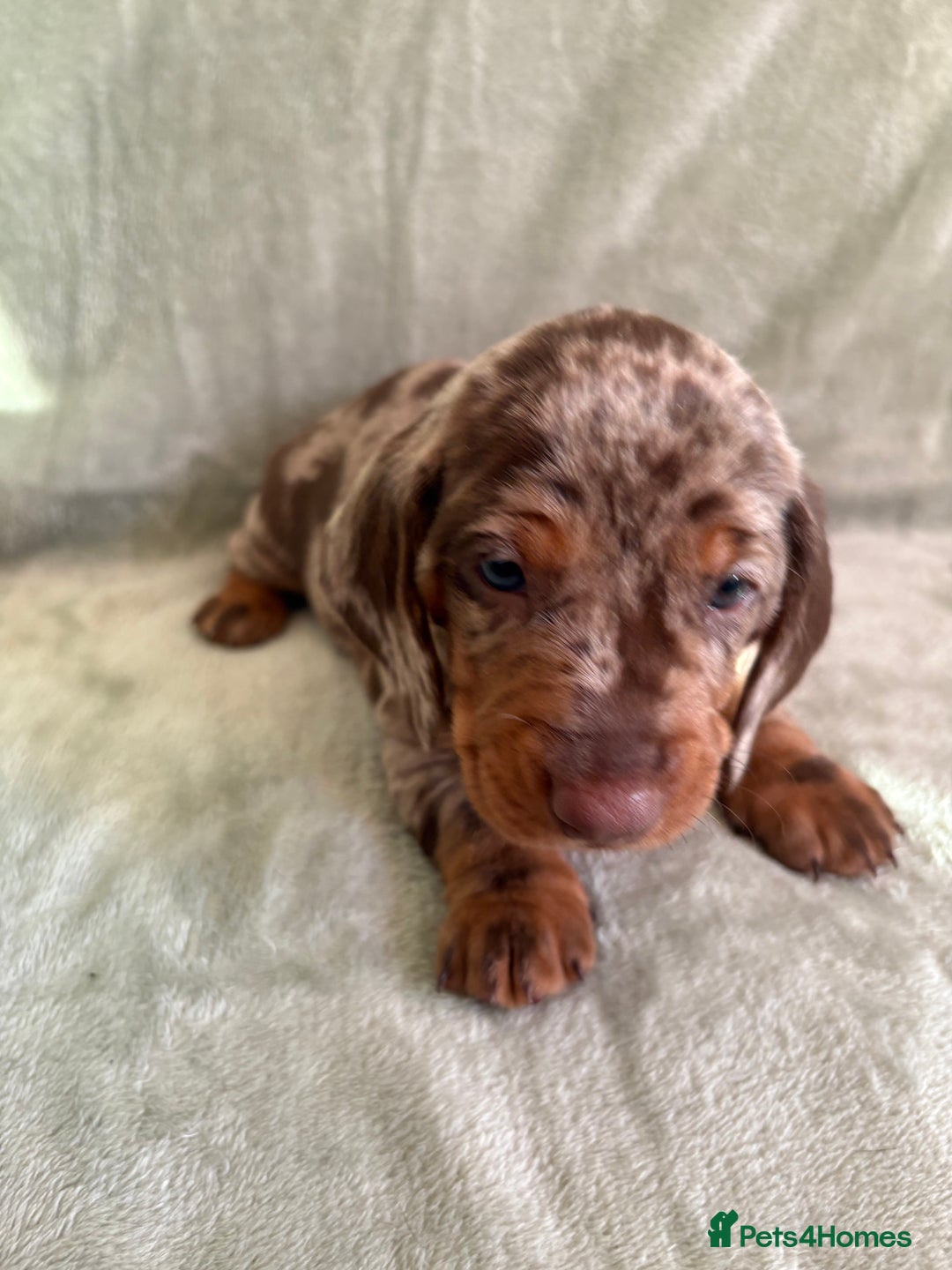 Dachshund dogs for sale: 8 weeks & READY TO LEAVE NOW - dachshund puppy  - Advert 40