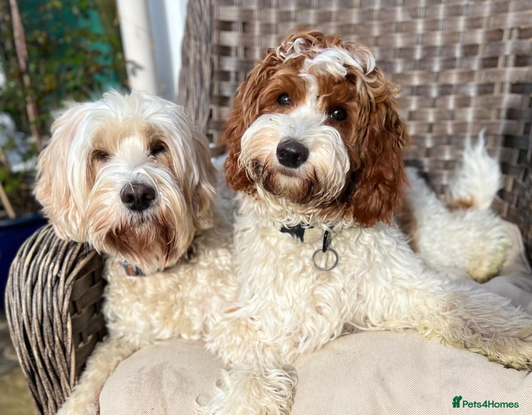 Australian Labradoodle dogs for stud: Proven extensively health tested gorgeous stud - Image 19