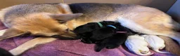 German Shepherd dogs for sale: Gorgeous German Shepherd Puppies - Advert 16
