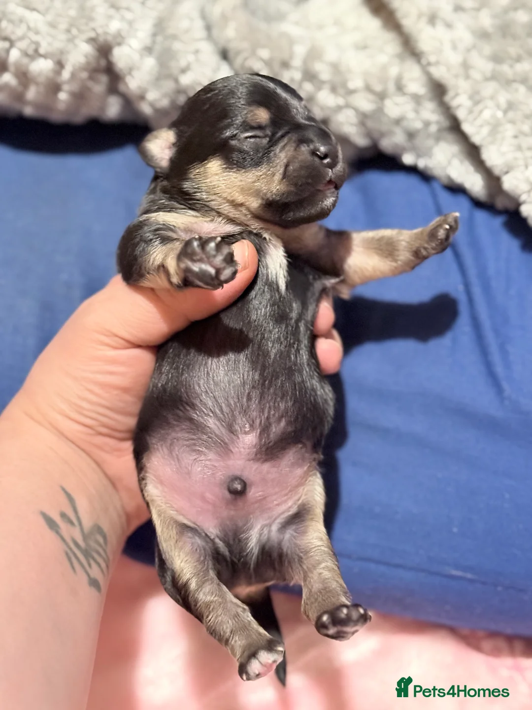 Mixed Breed dogs for sale: Frorkie puppies miniature frenchie/yorkie - Advert 5