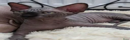 Sphynx cats for sale: FIFe registered Black stunning kittens - Advert 8