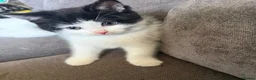 Mixed Breed cats for sale: Mixed breed kittens  - Advert 4