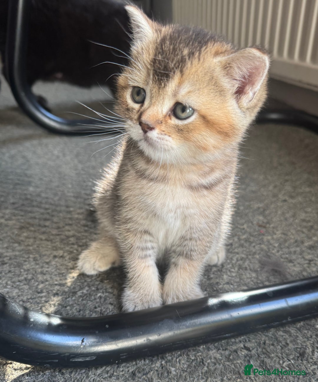 British Shorthair cats for sale: 💖 Stunning BSH kittens - ready for reservations💖 - Image 10