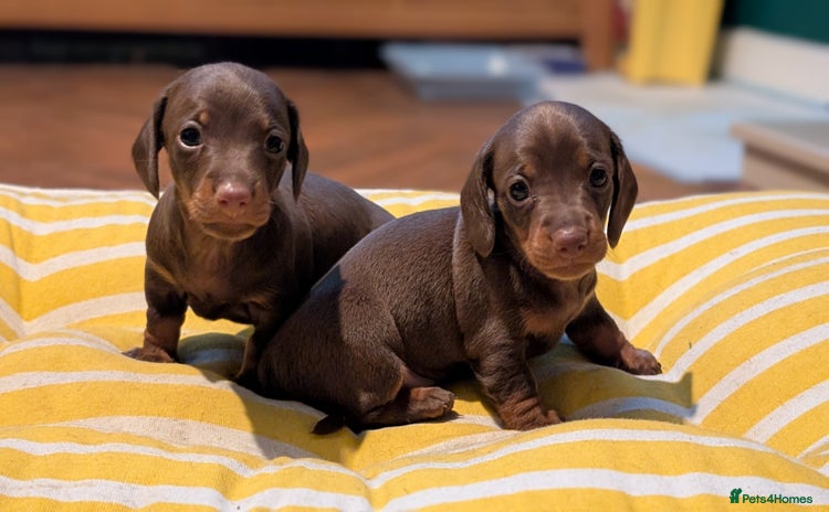 Miniature Dachshund dogs - Advert 10