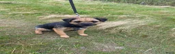 Border Terrier dogs for sale: ⭐️BORDER TERRIERS, KC REGISTERED  - Advert 30