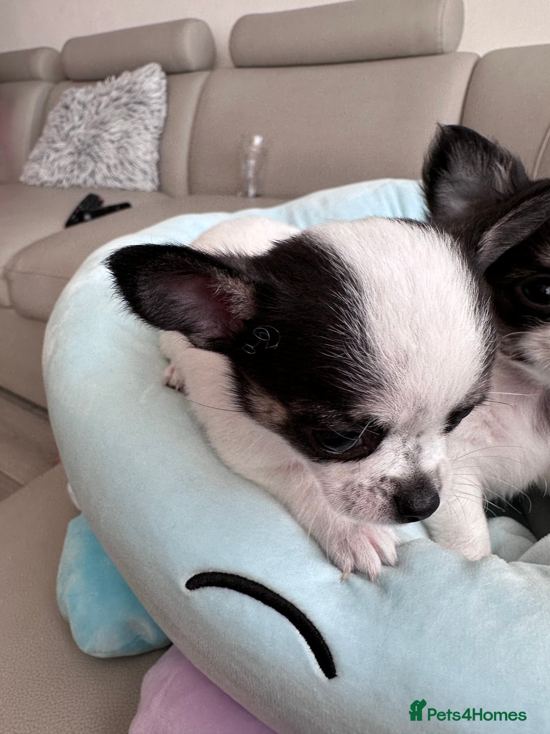 Chihuahua dogs for sale: Chihuahua  - Image 16