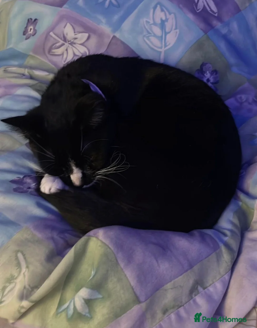 Mixed Breed cats for sale: adorable kittens for sale  - Advert 2