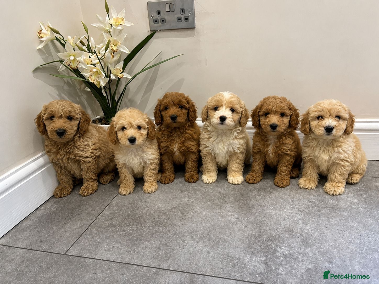Coton De Tulear dogs COTON NOODLES puppies ready now  - Advert 17