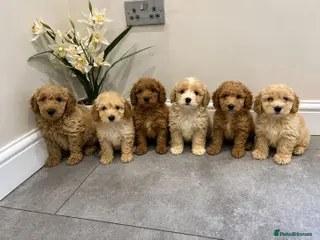 Coton De Tulear dogs COTON NOODLES puppies ready now - Advert 17