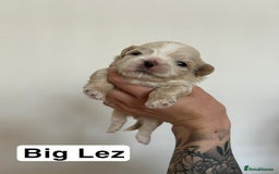 Shih Tzu dogs for sale: Stunning kc imperial shih tzus - Image 4
