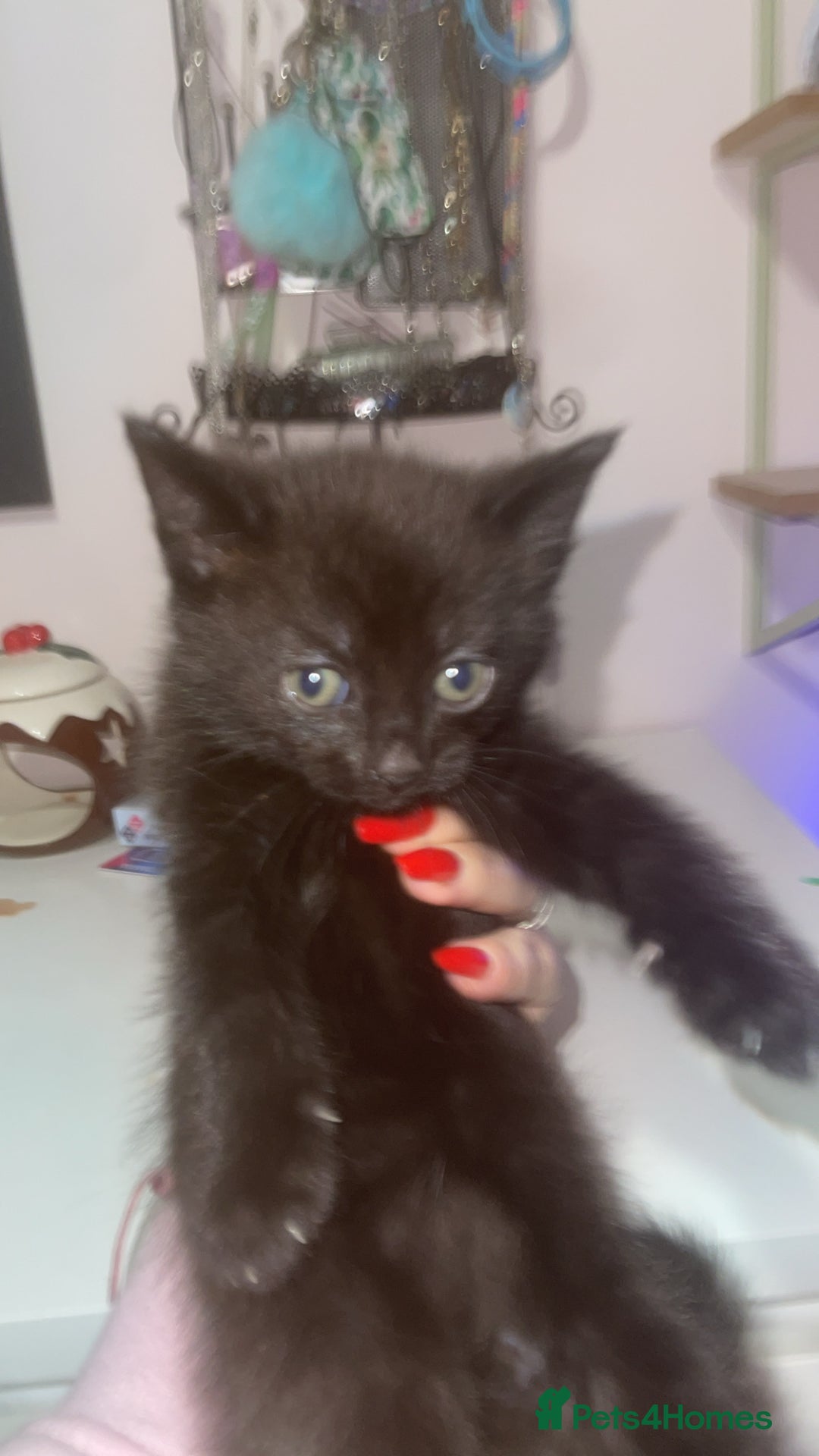 Mixed Breed cats for sale: 3 kittens waiting for a happy home - Advert 12