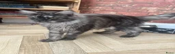 Maine Coon cats for sale: Black Smoke female Maine coon in Wellingborough - Advert 1