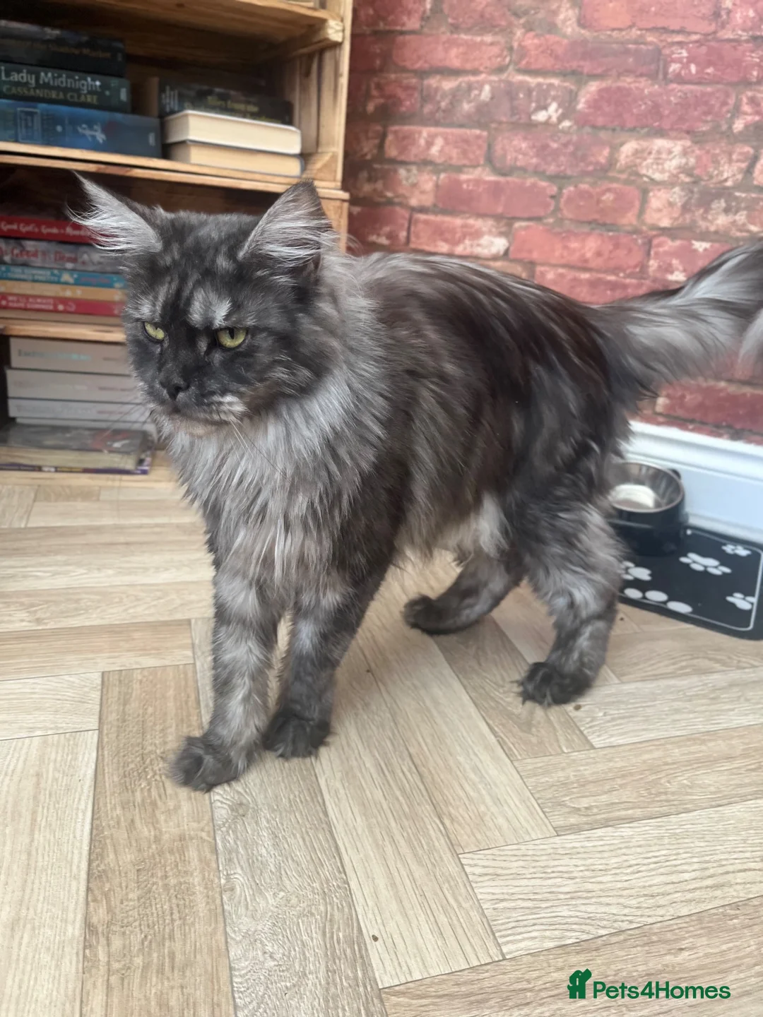 Maine Coon cats for sale: Black Smoke female Maine coon in Wellingborough - Advert 1