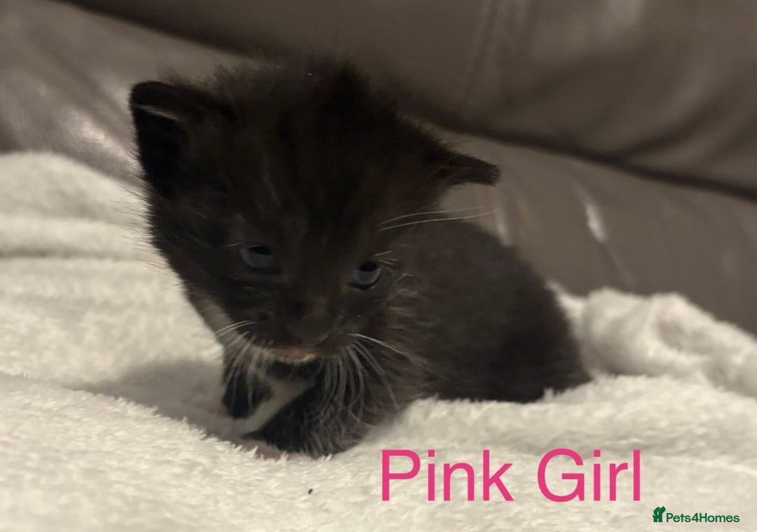 Mixed Breed cats for sale: Only Two Adorable Kittens Left! - Image 6
