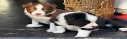 Border Collie dogs for sale: Beautiful Border Collie Puppies Available For Sale in Reading - Advert 1