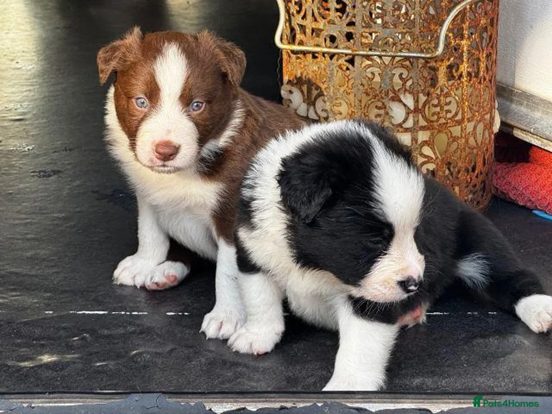Border Collie dogs for sale: Beautiful Border Collie Puppies Available For Sale in Reading - Advert 1