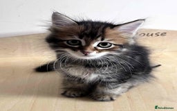 Siberian cats for sale: Beautiful purebred Siberian kittens-Hypoallergenic - Image 37