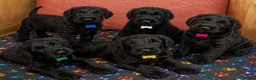 Giant Schnauzer dogs for sale: 2 male Giant schnauzer puppy's remaining  - Advert 2