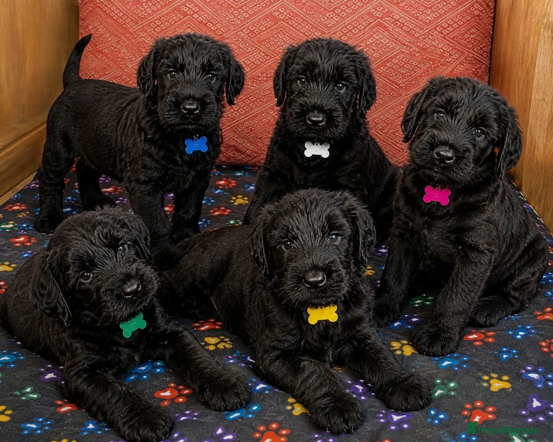 Giant Schnauzer dogs for sale: 2 male Giant schnauzer puppy's remaining  - Advert 2
