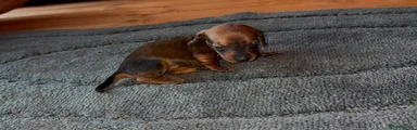 Miniature Dachshund 4