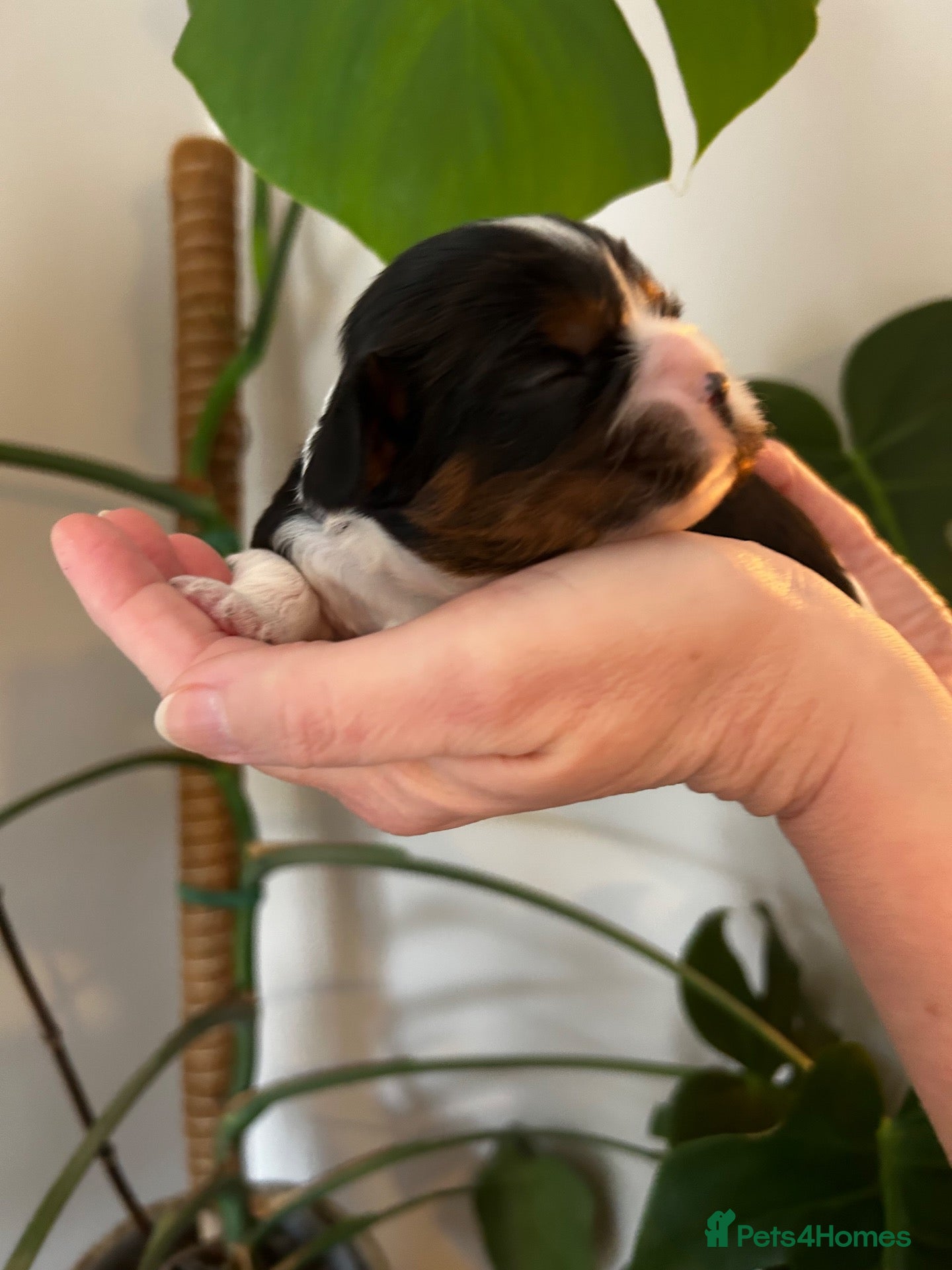 Cavalier King Charles Spaniel dogs Exceptional cavalier King Charles puppies  - Advert 2