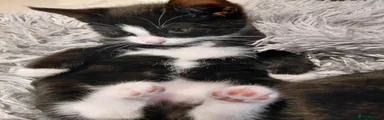 Mixed Breed 4