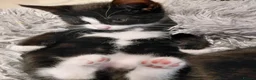 Mixed Breed cats for sale: 6 Tuxedo Kittens for Sale Black & White, Ready  - Advert 14
