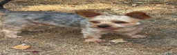 Mixed Breed dogs for adoption: Scooby little boy with big personality  in Hatfield - Advert 9
