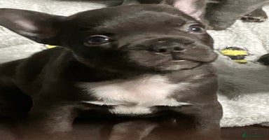 French Bulldog dogs - Advert 13
