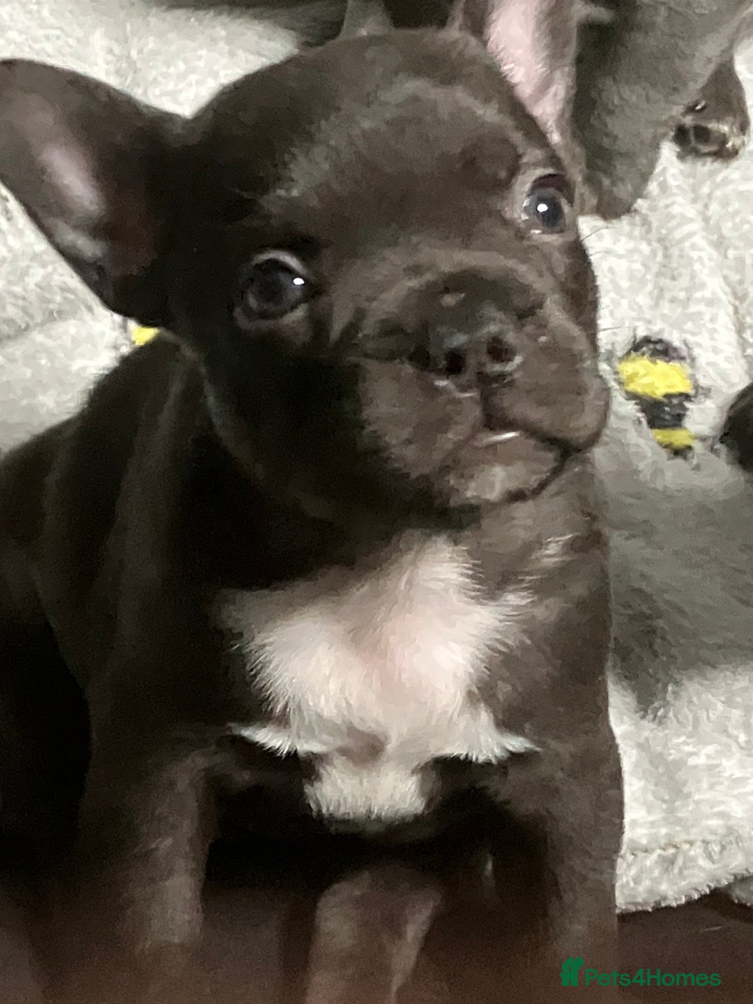 French Bulldog dogs for sale: Last One - KC French Bulldog Puppies - Image 2