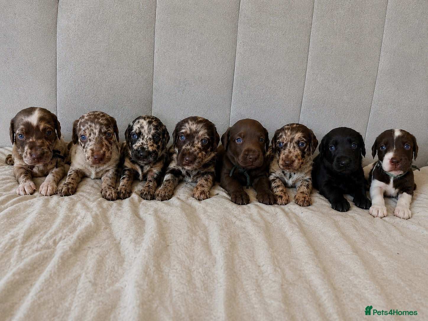 Labradoodle dogs Stunning Rare liver Merle labradoodles 🐾 - Advert 1