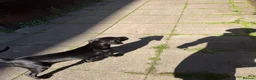 Bandog dogs for sale: Bandog - Ava  - Advert 4