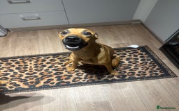 Mixed Breed dogs for sale: Rottweiler cross saluki puppies  - Image 26