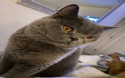 British Shorthair cats for sale: British short hair  - Image 2