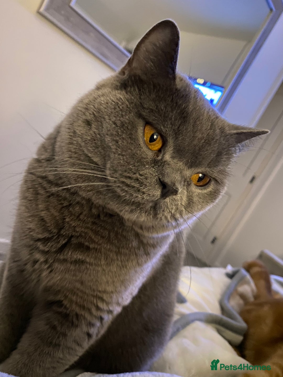 British Shorthair cats for sale: British short hair  - Image 2