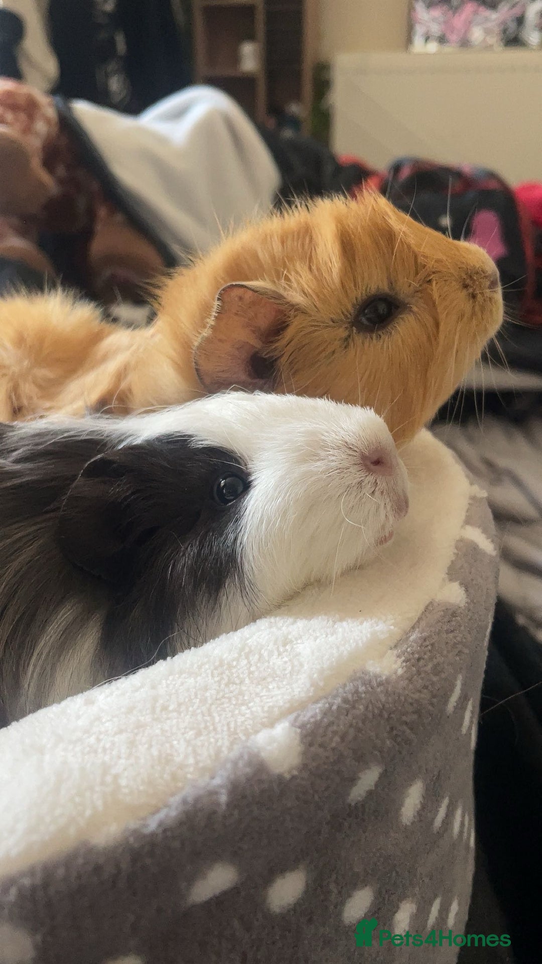 Guinea Pig rodents for sale: two guinea pig boys  - Image 2