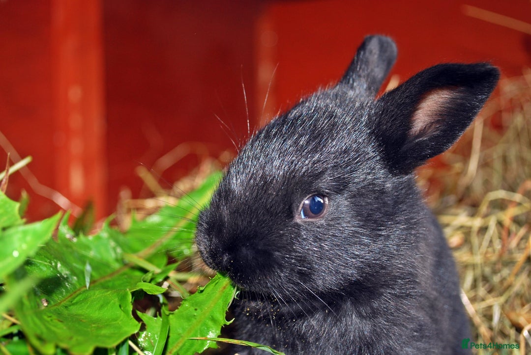 Mixed Breed rabbits for sale: English X New Zealand White babies - Image 8