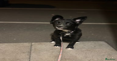 Mixed Breed dogs - Advert 2