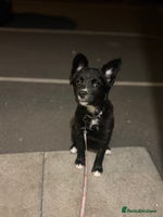 Mixed Breed dogs - Advert 2