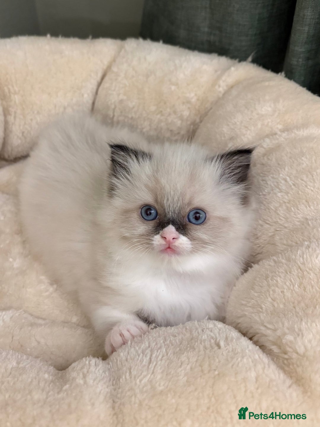 Ragdoll cats for sale: Gccf ragdolls ready 12th Jan  - Advert 8