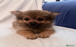 Pomeranian dogs for sale: 4 stunning Pomeranian girls ready for collection  - Image 5