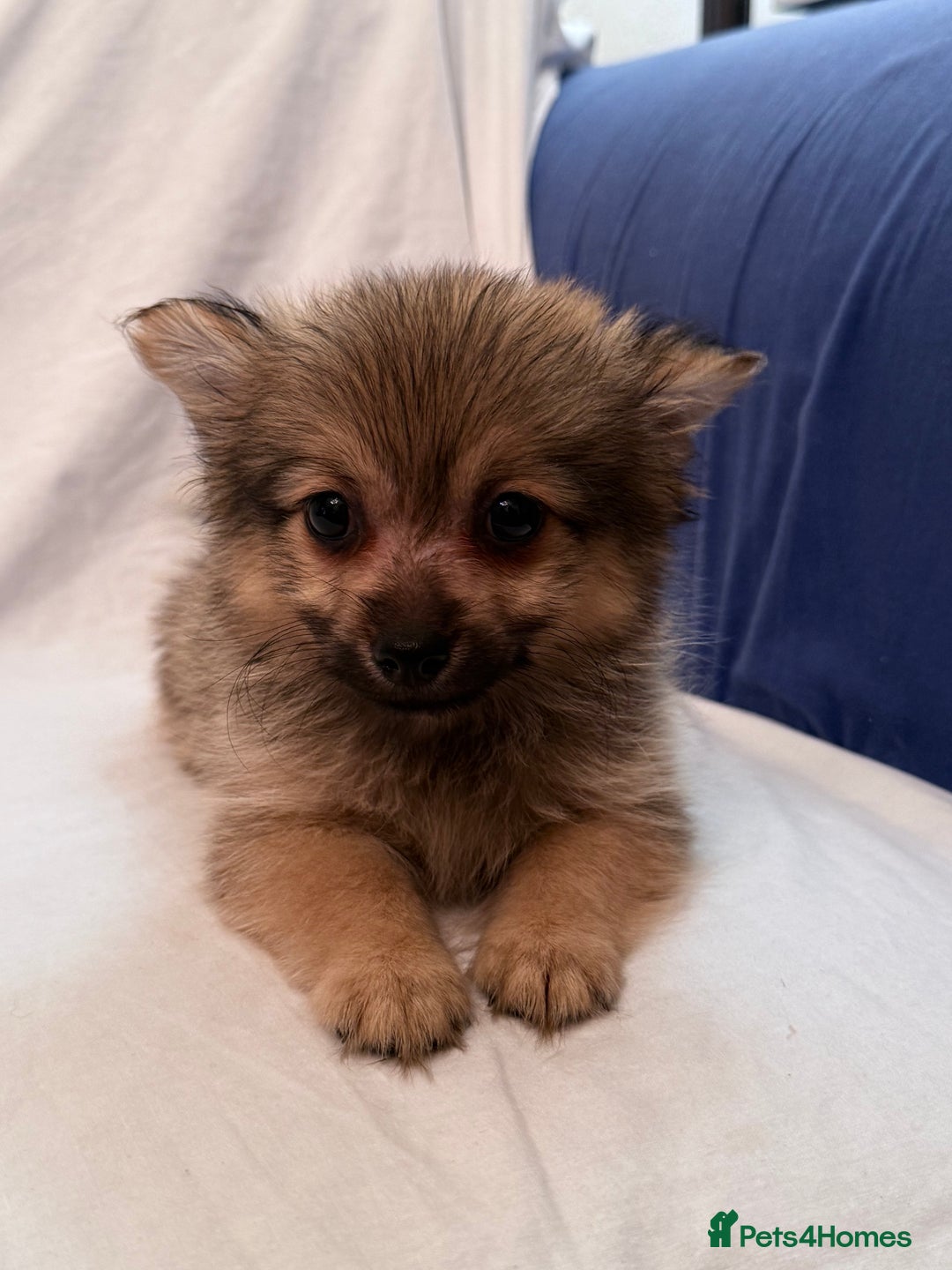 Pomeranian dogs for sale: 4 stunning Pomeranian girls ready for collection  - Image 5