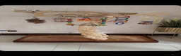 Macaws birds for sale: 5 year old tame harlequin macaw  in Blackburn - Advert 6