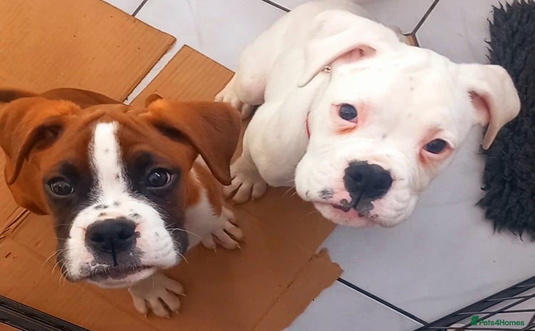 Boxer dogs - Advert 1